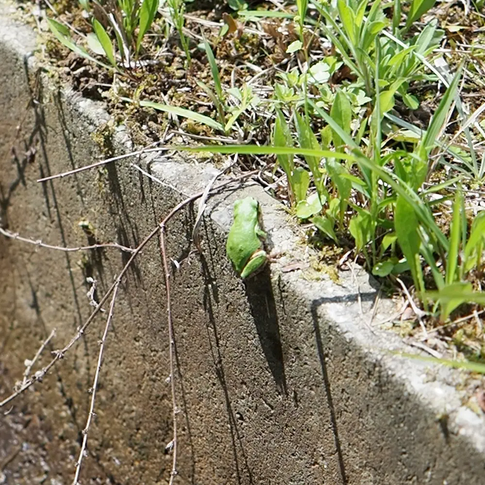 灌漑のコンクリートに小さな黄緑色のカエルが止まっている写真