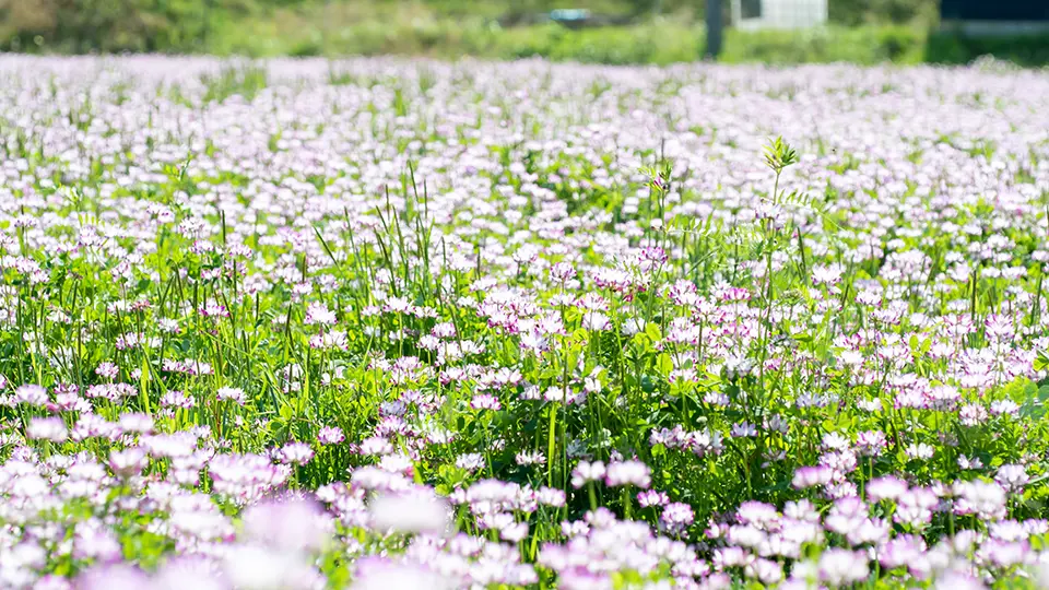 緑肥に利用するレンゲ畑の写真